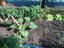 Vista da Horta ( alface,tomateiro,cebolas,pimentos,curgetes,beringelas)